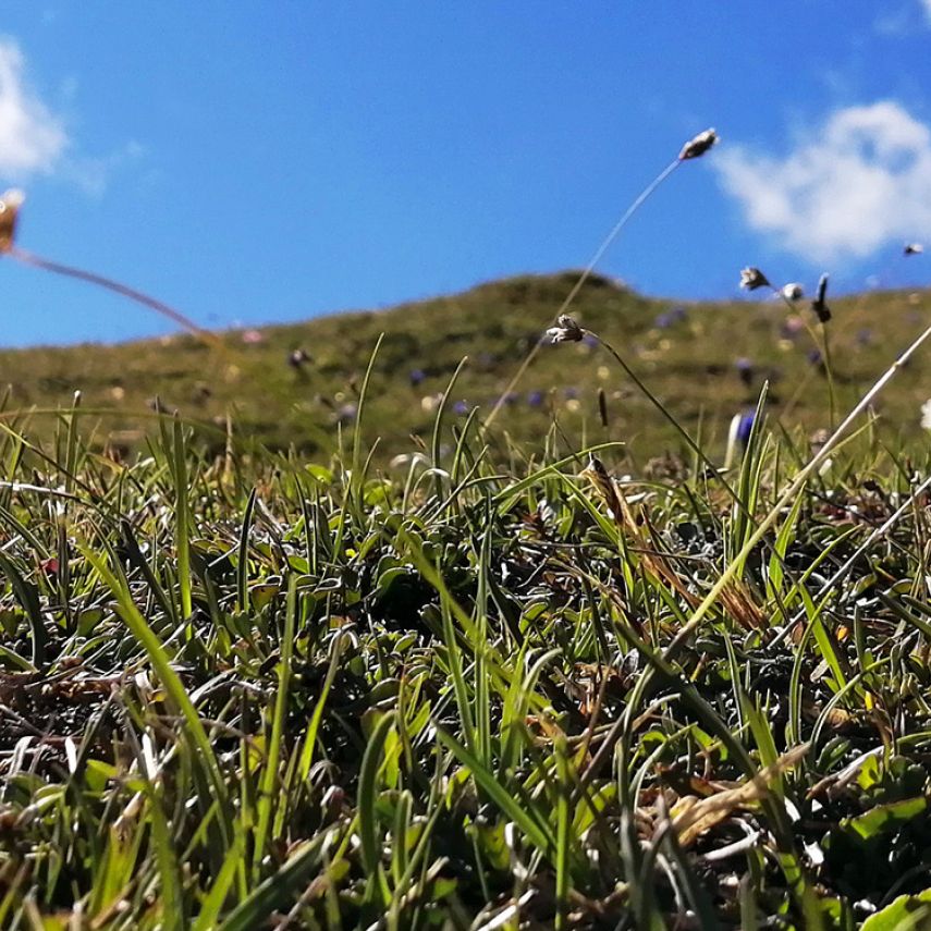 Almwiese mit Wildblumen und blauem Himmel im Sommer in Tirol