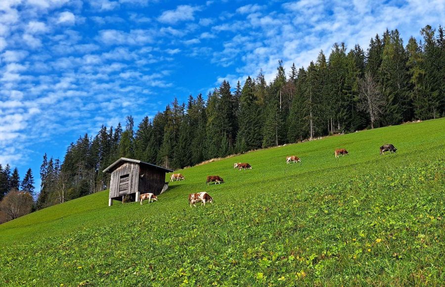 Kühe auf grüner Almwiese vor Wald und blauem Himmel in Tirol