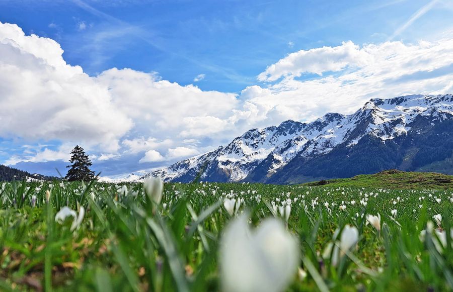 Almwiese mit Frühlingsblumen und schneebedeckten Bergen in Tirol