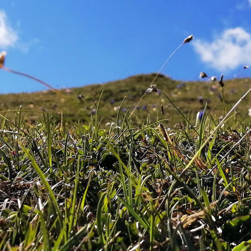 Almwiese mit Wildblumen und blauem Himmel im Sommer in Tirol
